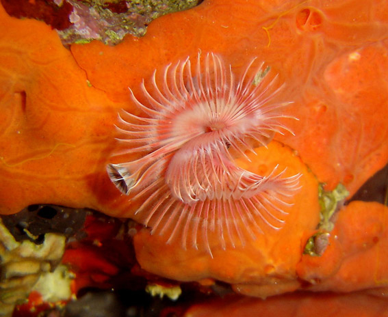  Serpula vermicularis (Plume Worm)